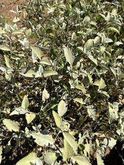 Ambrosia chenopodiifolia