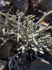 Cylindropuntia tesajo