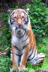 Panthera tigris