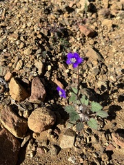Phacelia parryi