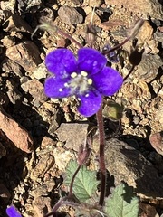 Phacelia parryi