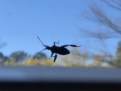 Leptoglossus corculus