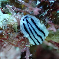 Phyllidiopsis xishaensis