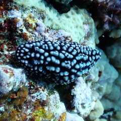 Phyllidiella