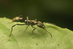 Neoponera