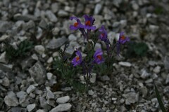 Linaria alpina