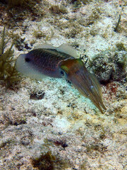 Sepioteuthis sepioidea