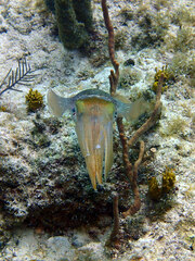 Sepioteuthis sepioidea