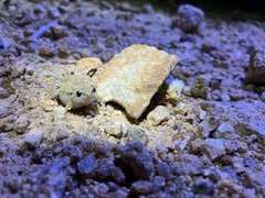 Microhyla mukhlesuri