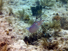 Sepioteuthis sepioidea