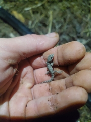 Mediodactylus orientalis