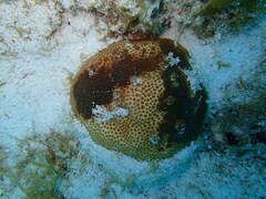 Stephanocoenia intersepta