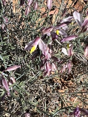 Rhinotropis desertorum