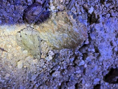 Microhyla mukhlesuri