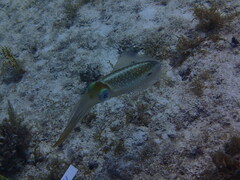 Sepioteuthis sepioidea