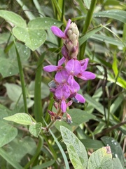 Desmodium intortum