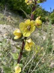 Verbascum spectabile