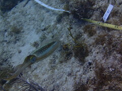 Sepioteuthis sepioidea