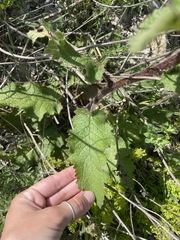 Verbascum spectabile