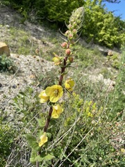 Verbascum spectabile