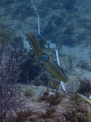 Sepioteuthis sepioidea