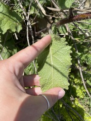 Verbascum spectabile