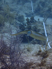 Sepioteuthis sepioidea