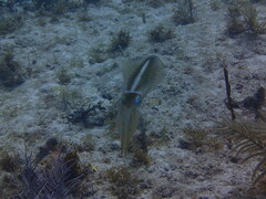 Sepioteuthis sepioidea