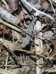 Mediodactylus orientalis