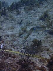 Sepioteuthis sepioidea