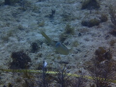 Sepioteuthis sepioidea