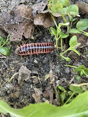 Apheloriini
