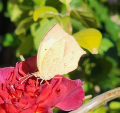 Abaeis mexicana
