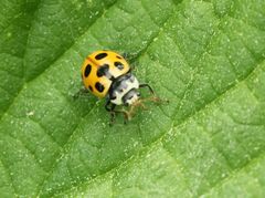 Ceratomegilla notata