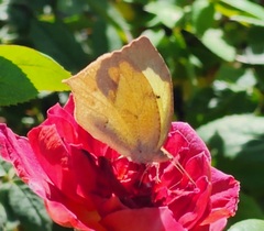 Abaeis mexicana