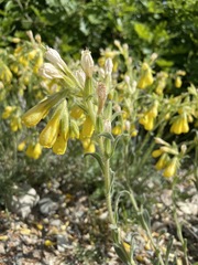 Onosma taurica