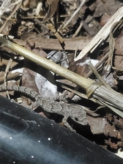 Mediodactylus orientalis