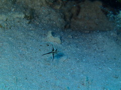 Pareques acuminatus