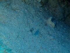 Pareques acuminatus