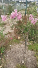 Chionanthus pubescens