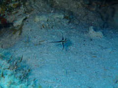 Pareques acuminatus