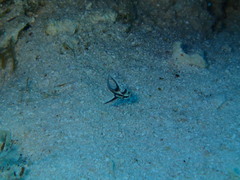 Pareques acuminatus
