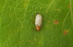 Metaxyonycha guttifera