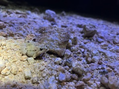 Microhyla mukhlesuri