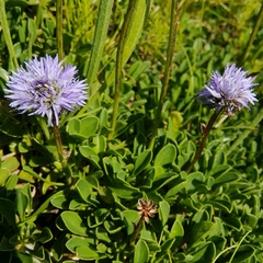 Globularia