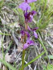 Orchis mascula