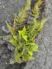 Pityrogramma austroamericana