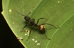 Dolichoderus decollatus
