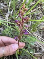 Orchis mascula