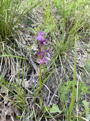 Orchis mascula